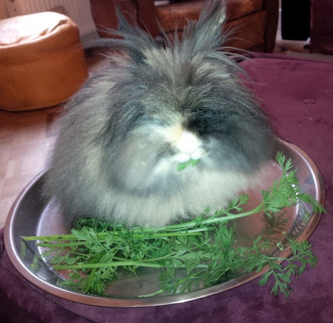 vivre avec lapin angora