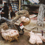 hanoi livreur de cochons à Hanoi
