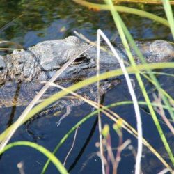 alligator farm