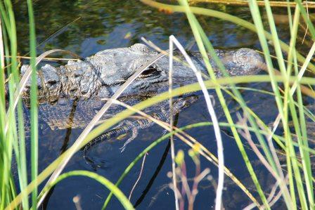 alligator farm